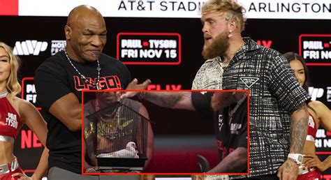 Jake gifts Tyson a pigeon from and Mike Tyson says he’s going。